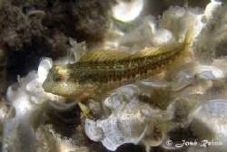 Ringneck blenny (Parablennius pilicornis) in Alboran Sea. by José Reina 